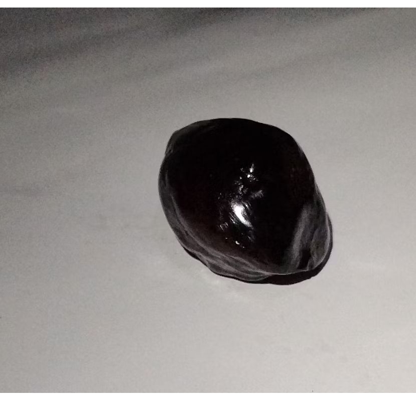 Muncang Kemiri Adu jenis JAWA ORIGINAL ANAK ISOLATOR