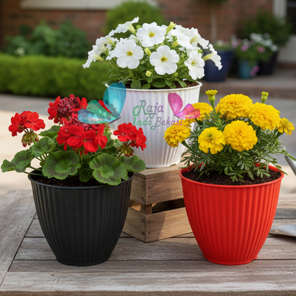 Pot Kerang 15 Transparan Bening / Pot Zigo 15 / Pot Tanaman / Pot Hias / Pot Bunga Artificial Besar 