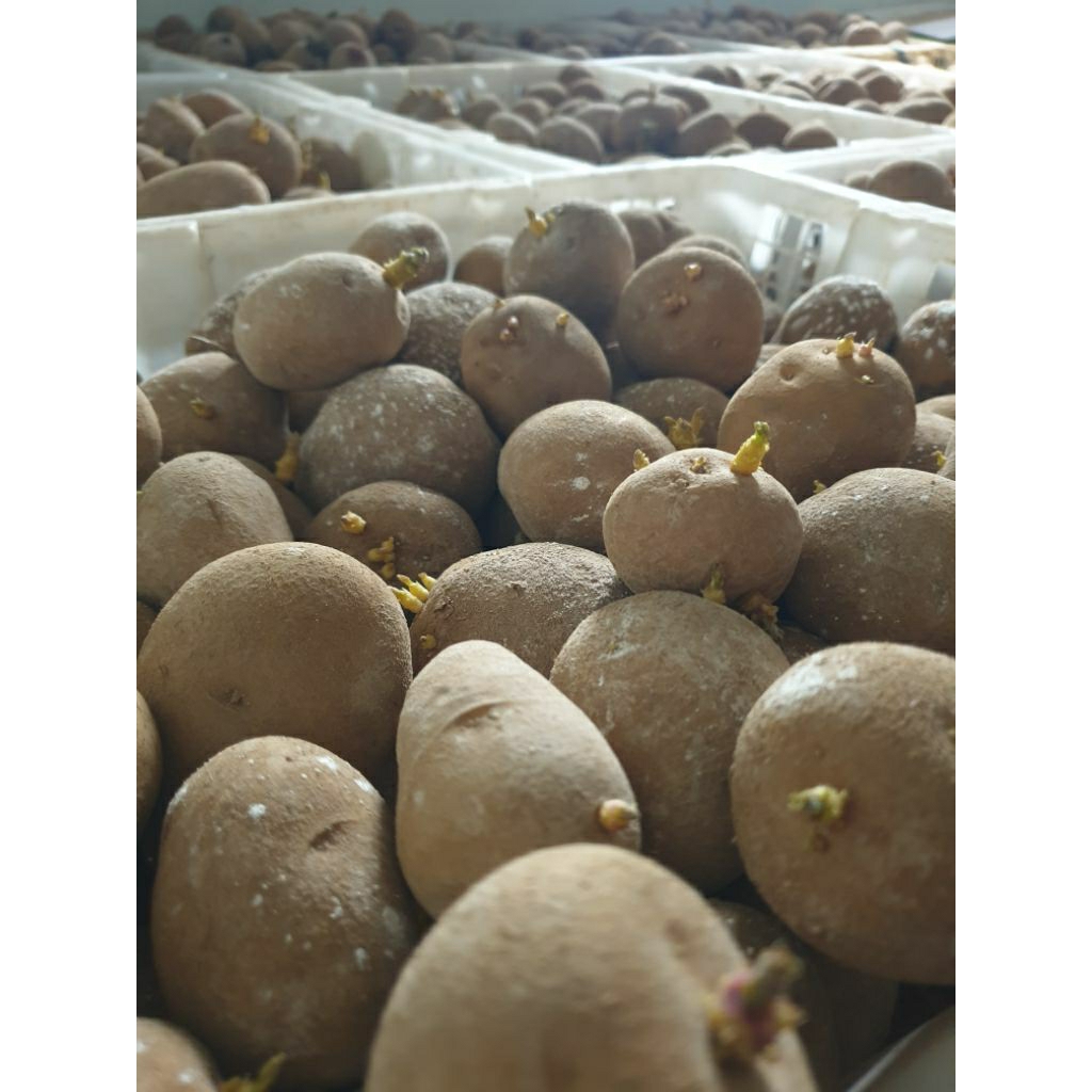 Bibit Kentang G2 Granola L all size