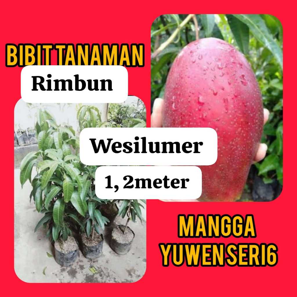 Bibit Mangga Yuwen seri 6 . Tinggi 1.2 Meter Rimbun ( Pakai Kurir Cargo )