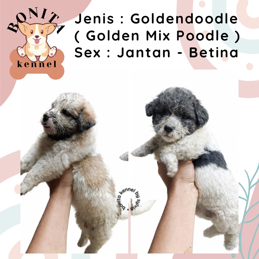 Goldendoodle Golden Retriever Mix Poodle Anjing Golden Poodle Jantan Betina