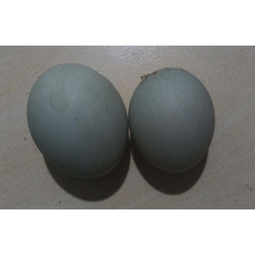 Telur Bebek Mentah Segar dengan Kuning Telur Omega Orange