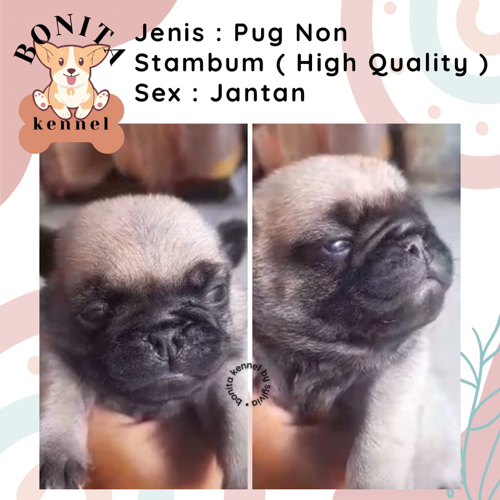 Pug Non Stambum Anak Anjing Pug Jantan Betina