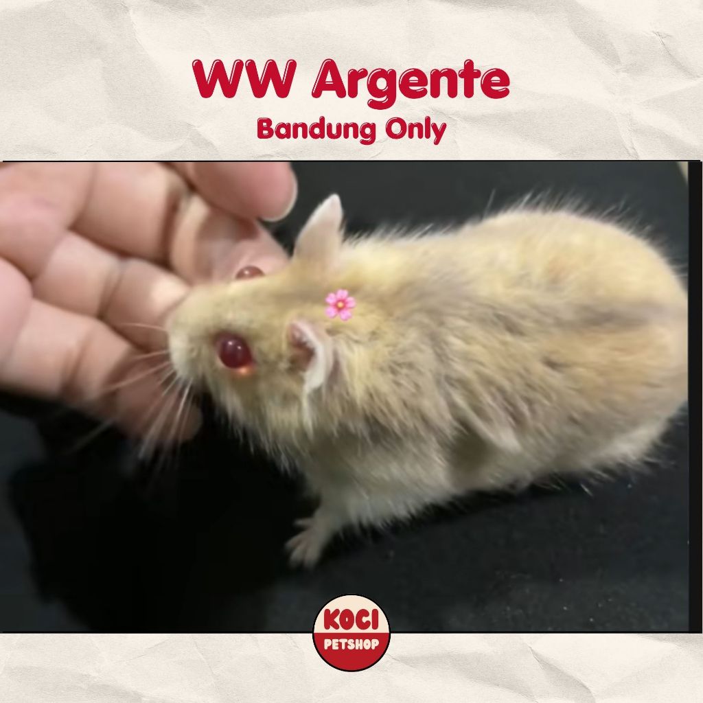 Hamster Winter White Argente Anakan Jinak Koci Petshop