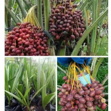 Bibit / Pohon Kurma Ajwa Arab Unggulan Terbaik