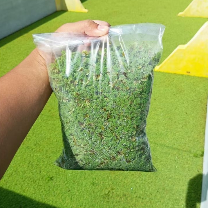 Azolla Segar 1 Kg | Bibit Azolla | Pakan Ayam Bebek Puyuh Ikan Lele Nila Gurame Kambing Sapi | Pakan