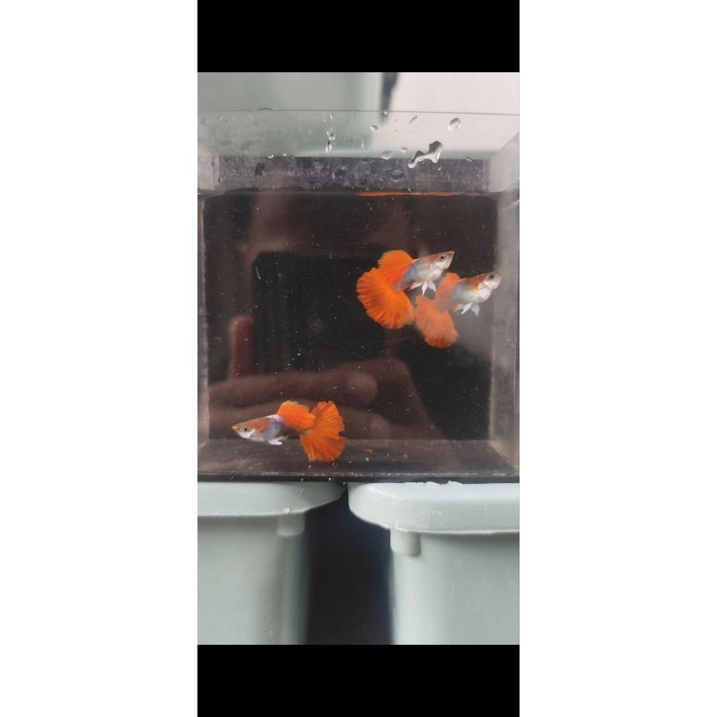 pelet hb red rosetail hm 2 psng