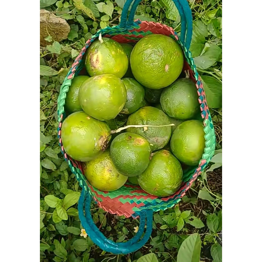 1Kg Jeruk Iris Baby Java/Sunkist Hijau