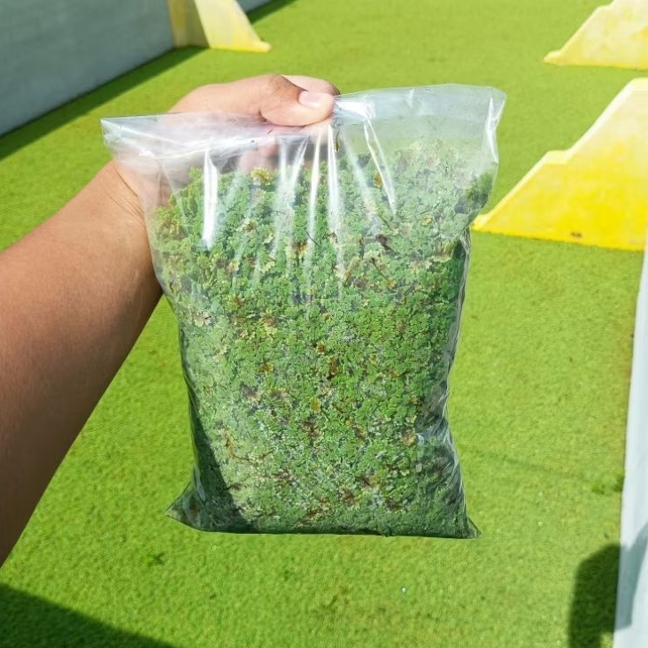 Azolla Segar 1.5 Kg | Bibit Azolla | Pakan Ayam Bebek Puyuh Ikan Lele Nila Gurame Kambing Sapi | Pak