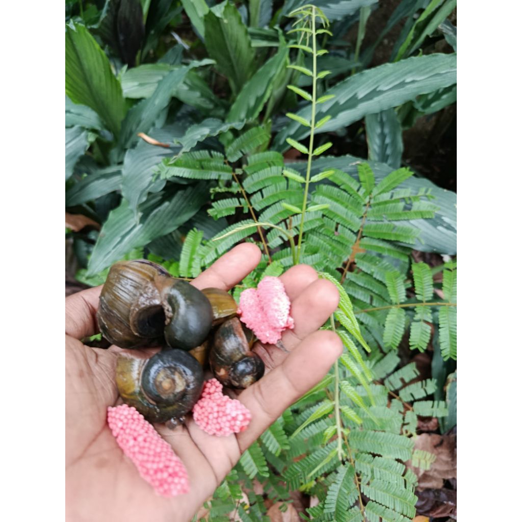 Keong Mas/Keong Sawah Untuk Pembersih Aquarium