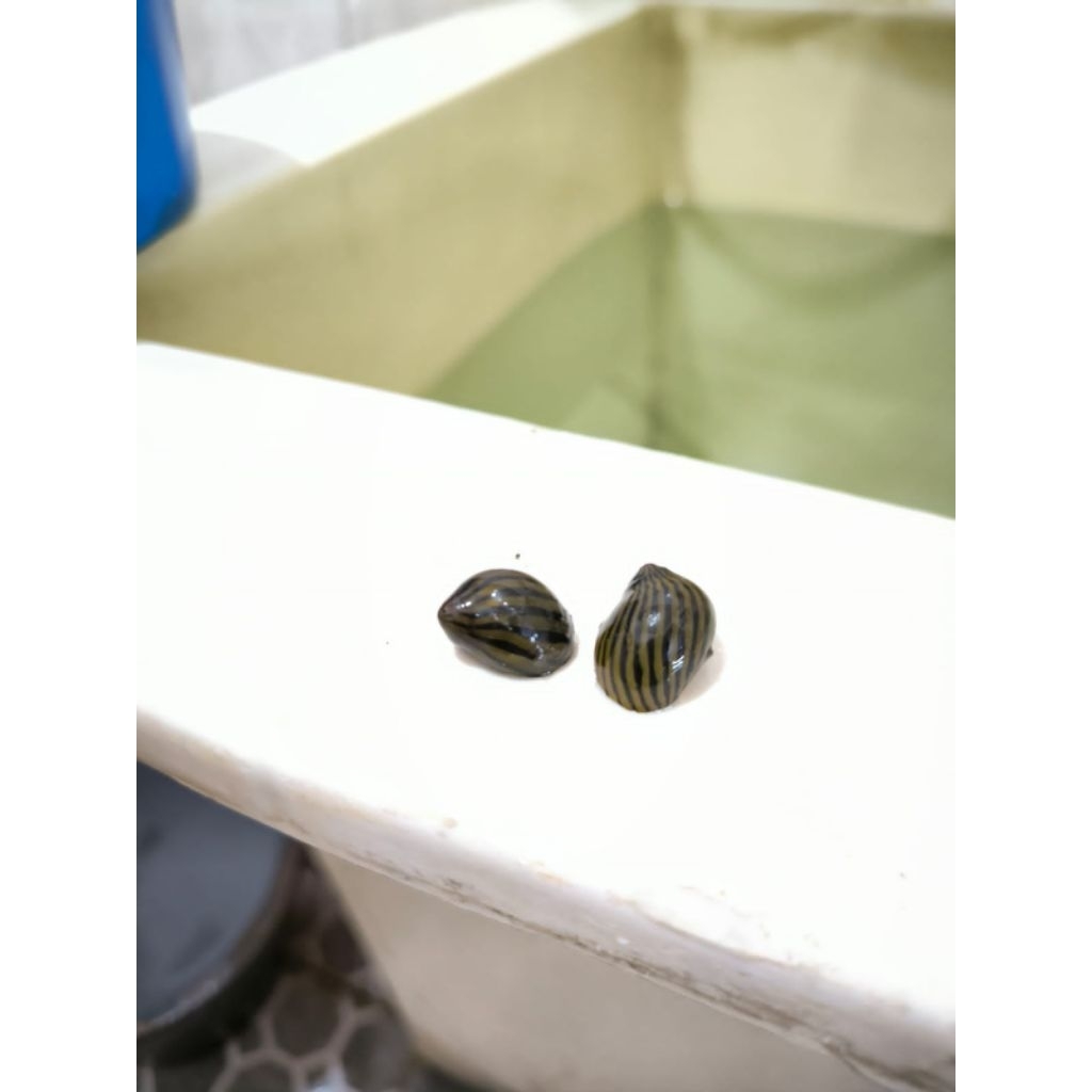 Keong Turbo / Keong Aquascape