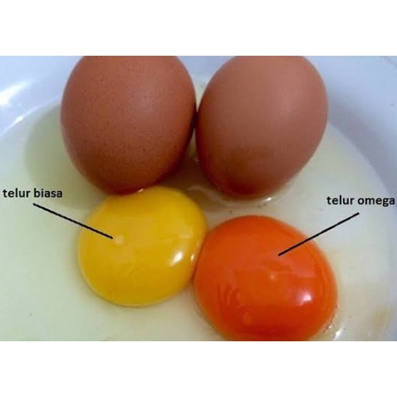 Telur Ayam Omega 3 Organik Halal Bebas Antibiotik