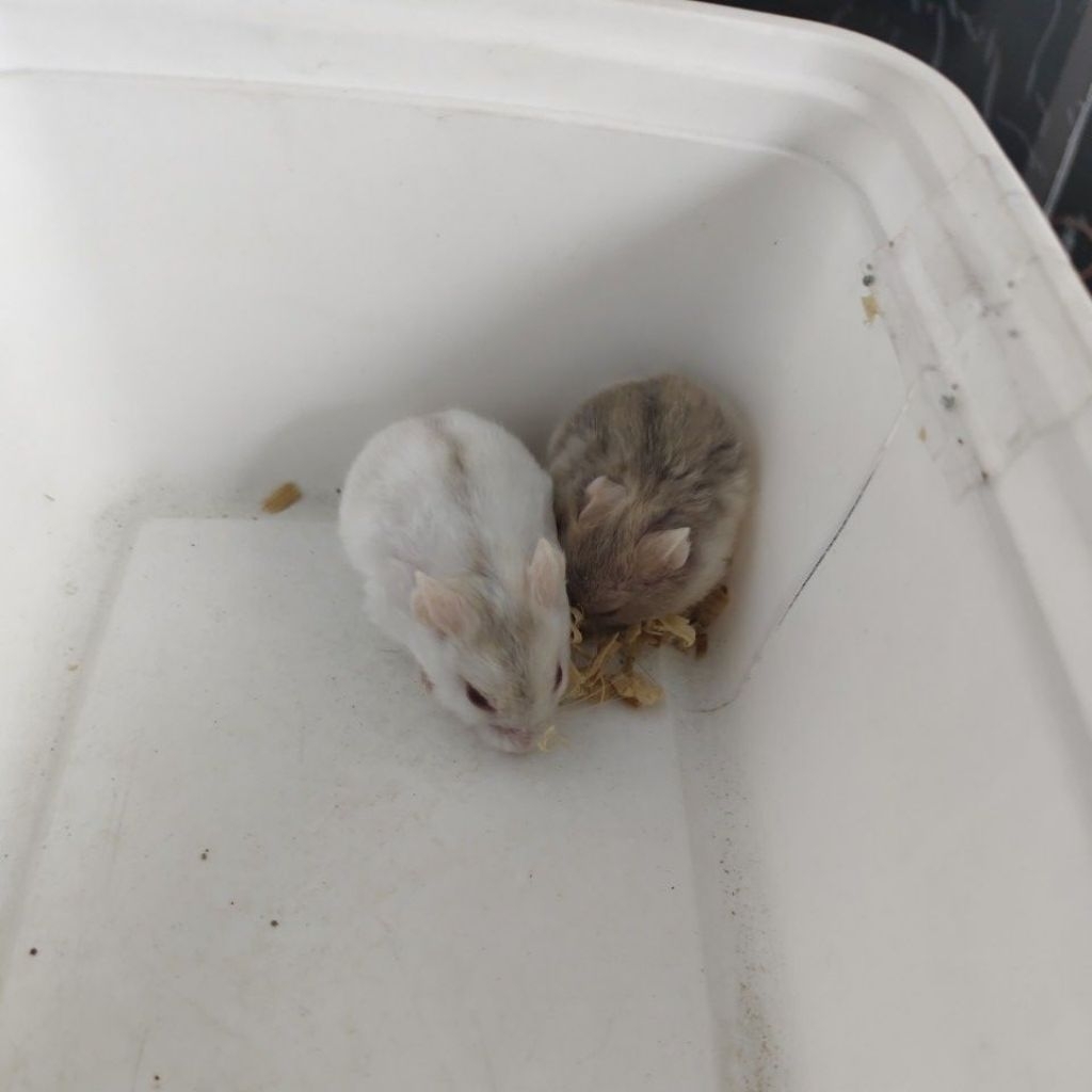 Paket Hamster Winter White Albino Mix (Putih & Abu, Mata Merah) | -1 Biji 40k kalau 1 Pasang 70k  | 