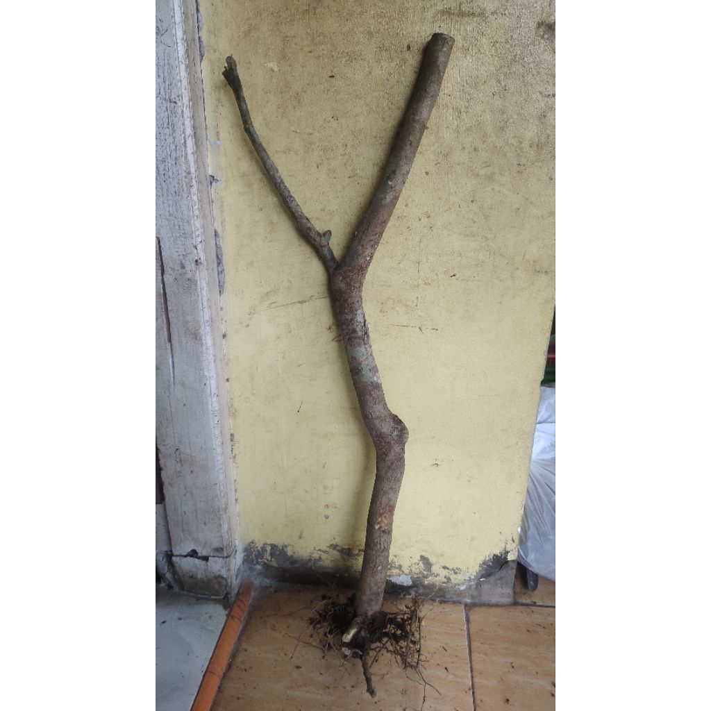 bahan bonsai taman buah wuni realpic sesuai gambar tinggi -+80cm