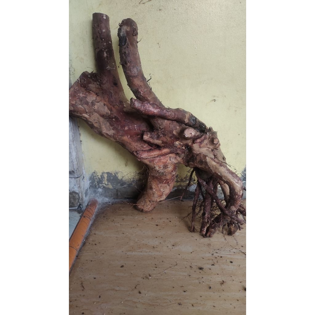 bahan bonsai jambu biji merah realpic sesuai gambar 4kg