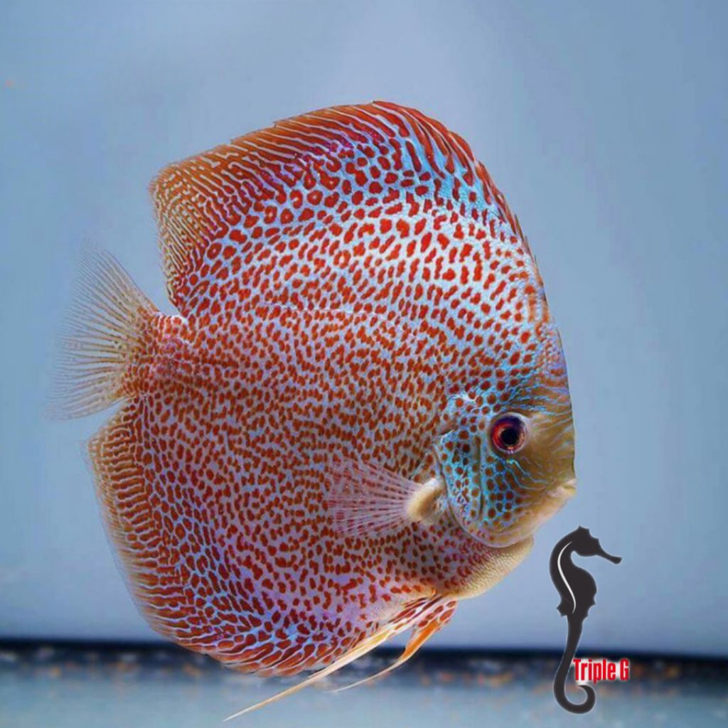 PAKET DISCUS 4E 3INCH RANDOM NO REQUEST