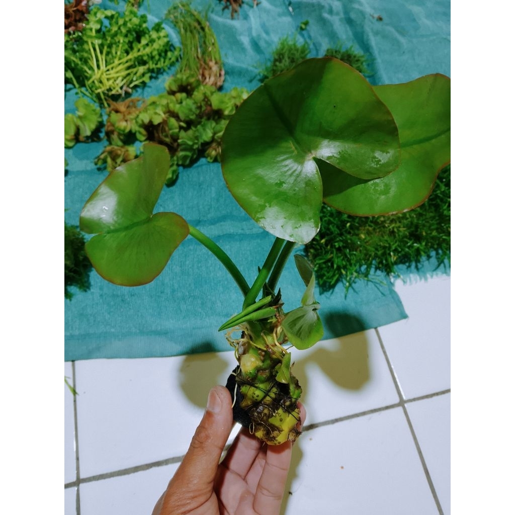 water lily,waterlily tanaman aquascape