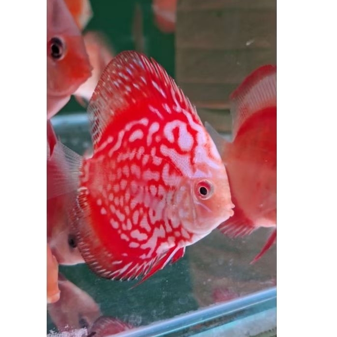 hiasan aquarium discus pigeon
