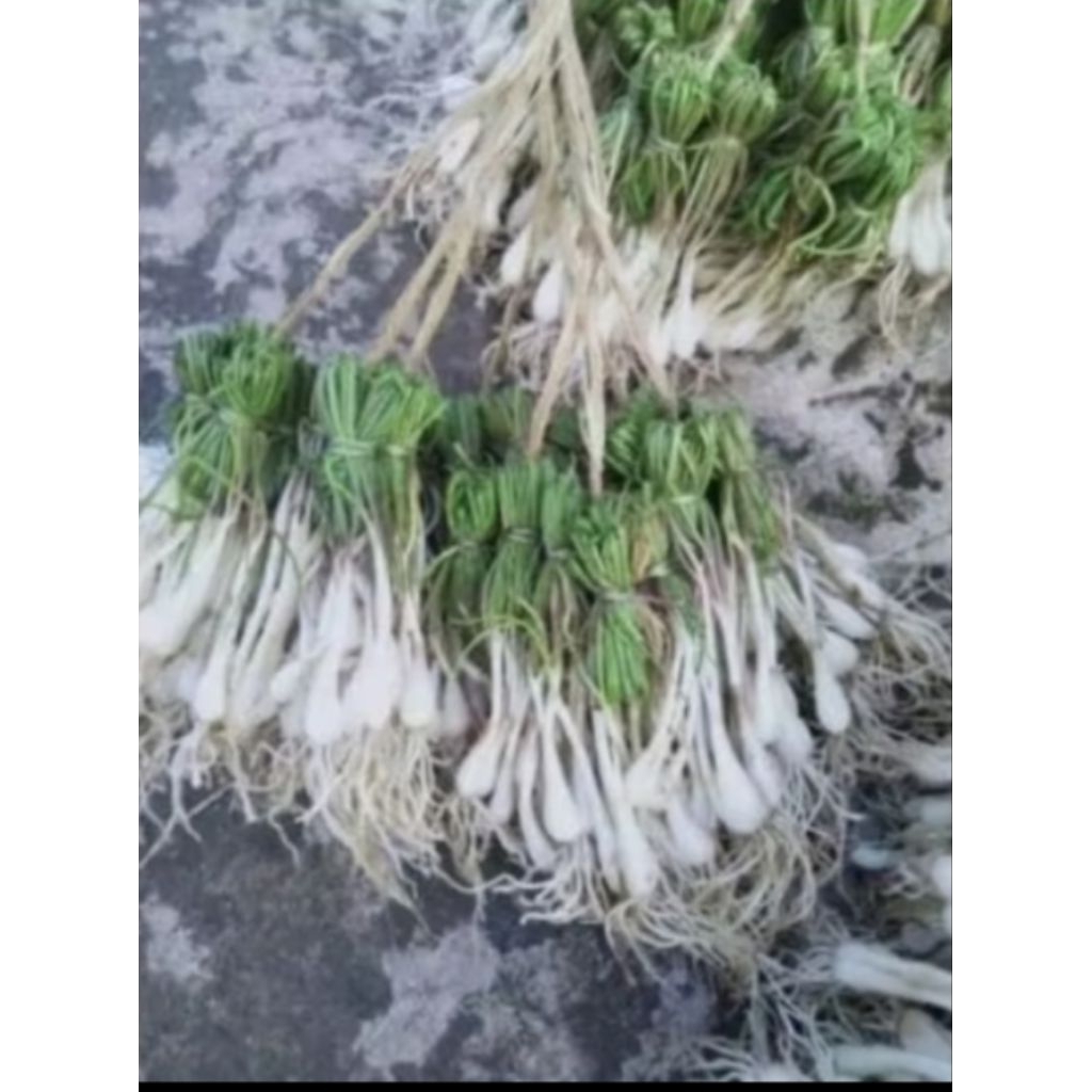 bawang kucai/ lokio bandung                                                berat -+140grm