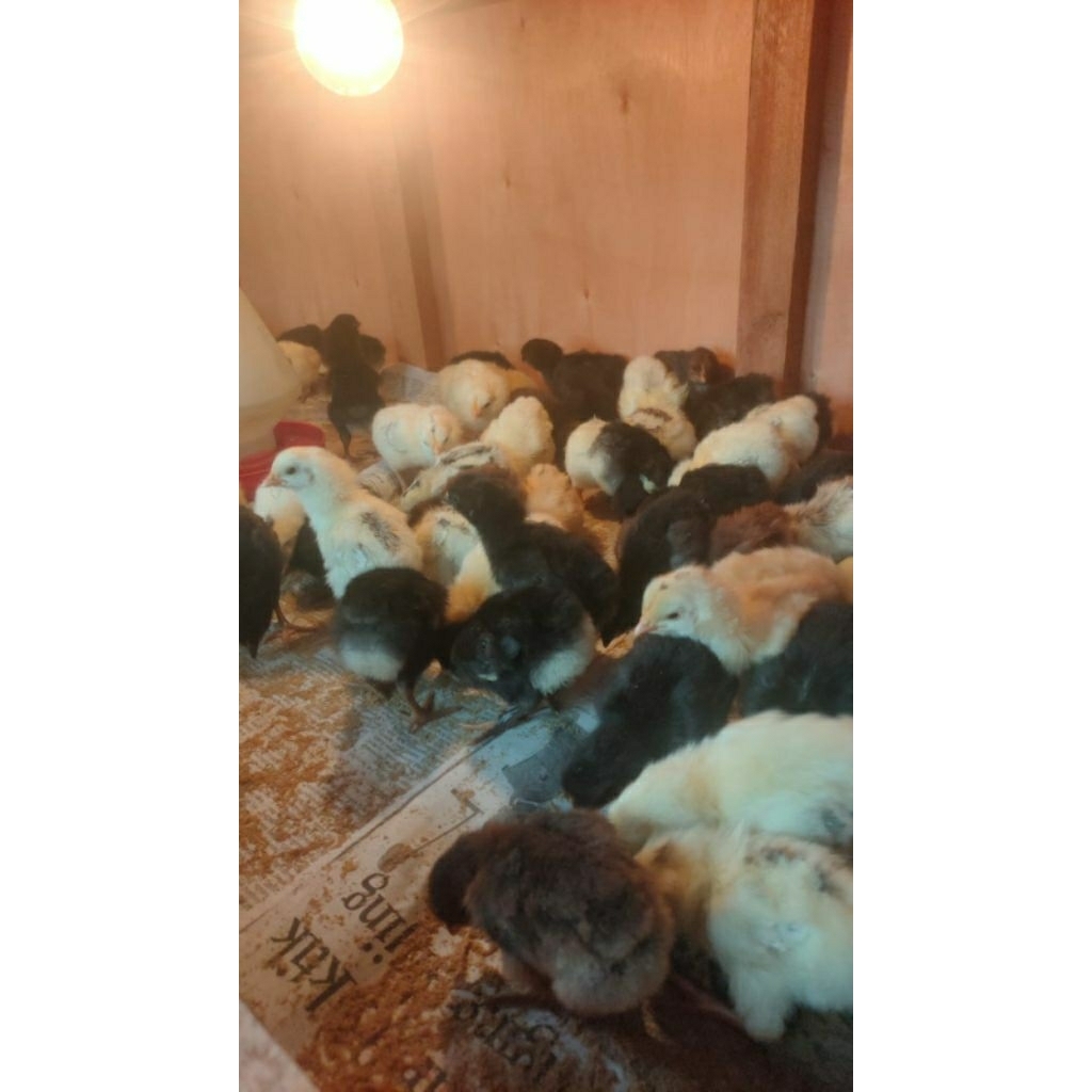 DOA IBU FARM/ Doc KUB (Ayam Kampung Pedaging)