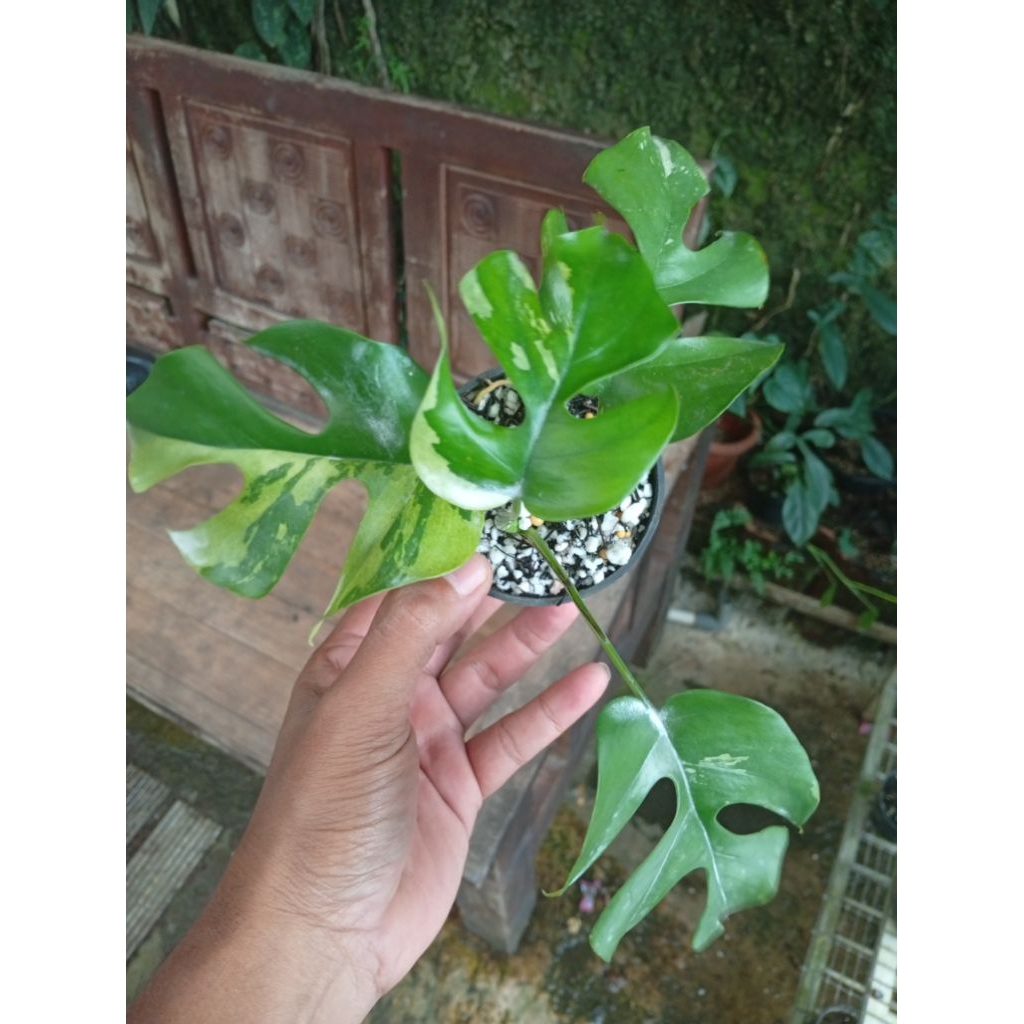 tanaman hias monstera tetrasperma mini variegata