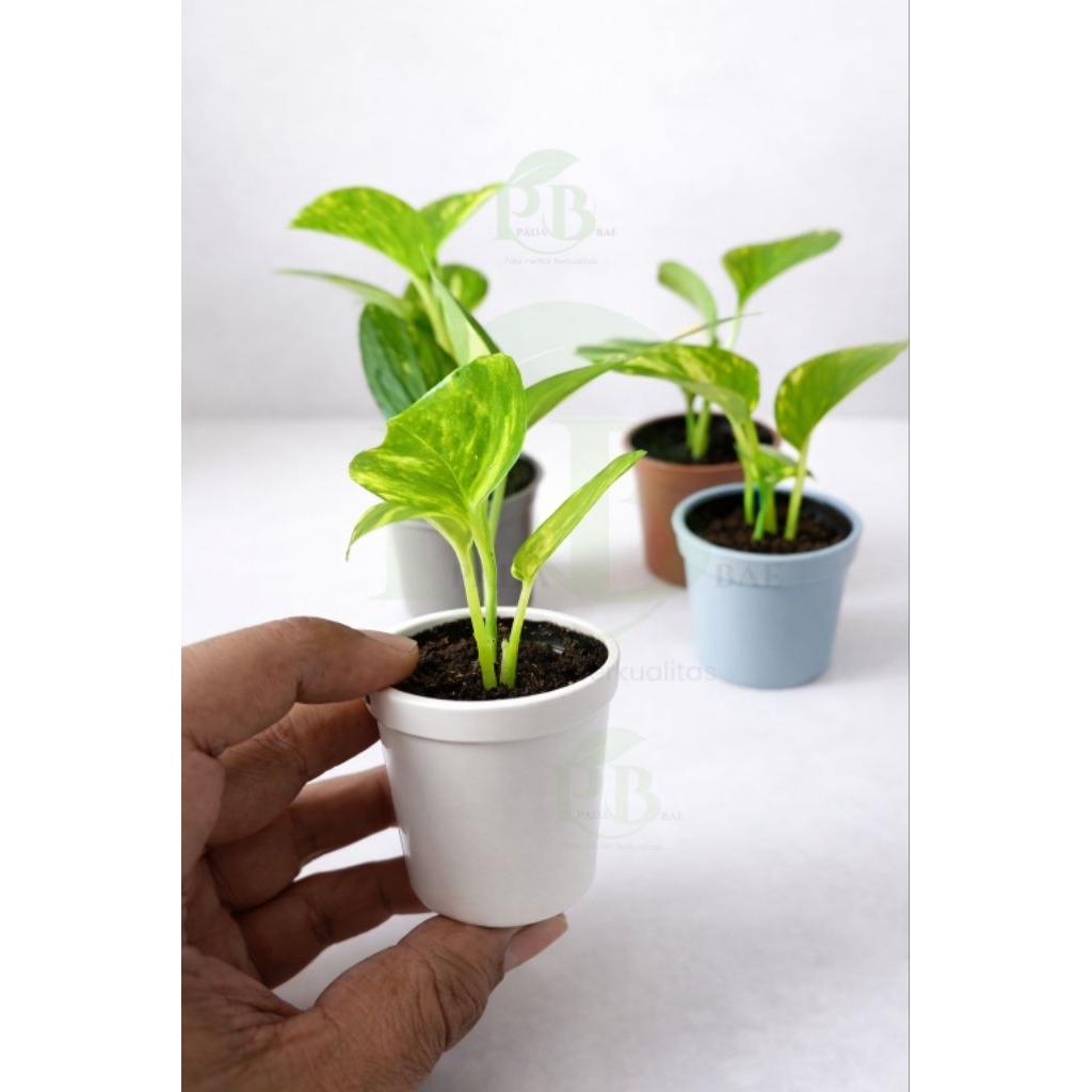 tanaman sirih gading mini dekorasi ruangan tanaman hias Estetik (tanaman HIDUP)