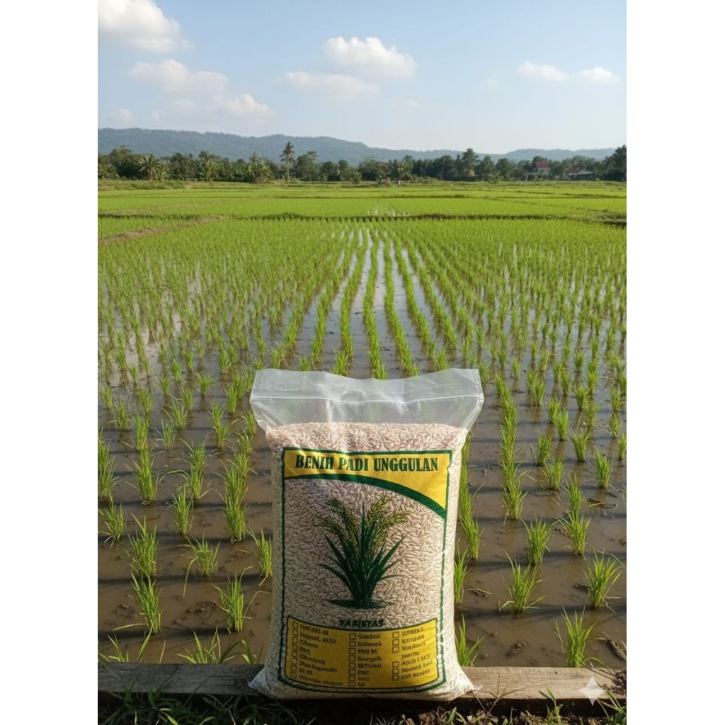Benih padi  M 70 Kemasan 5kg benih padi unggul m70