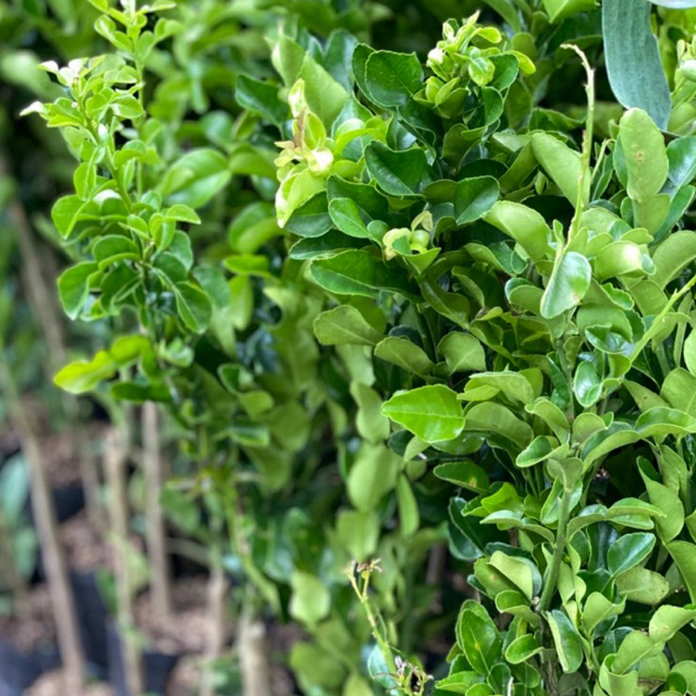 Bibit buah Jeruk purut. Tinggi setengah meter