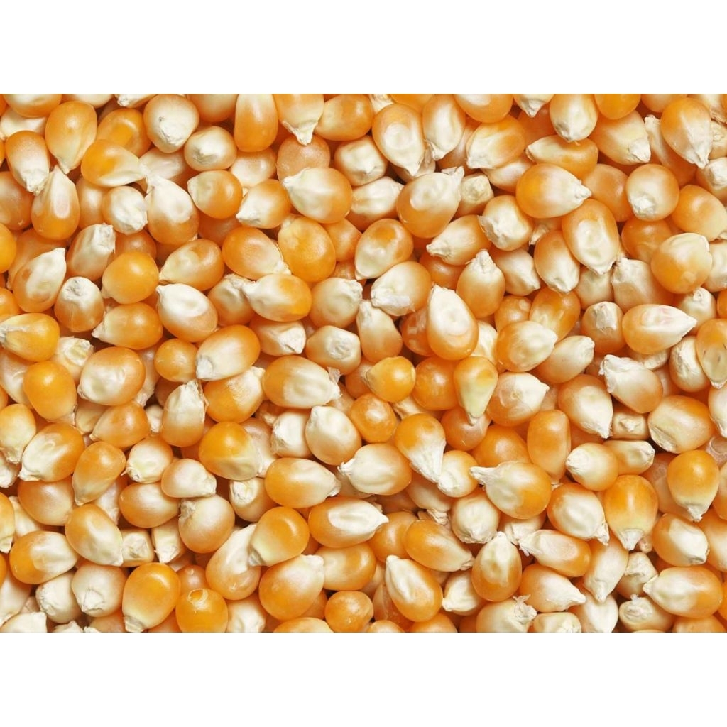 Jagung_Pakan_Ayam_1kg