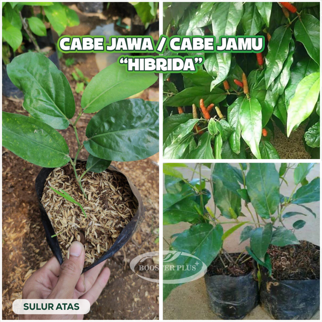 Bibit Cabe Jawa Hibrida (Sulur Atas) Cabe jamu Cabe Puyang Siap Tanam