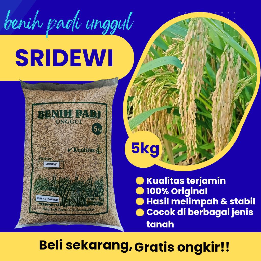 Benih padi unggul berkualitas SRIDEWI,kemasan 5kg