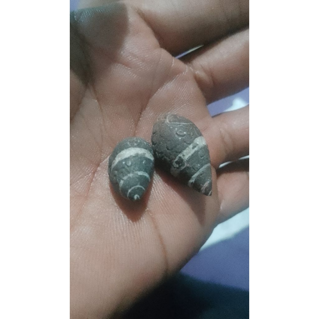 keong Buntet bagus langka jarang di temui