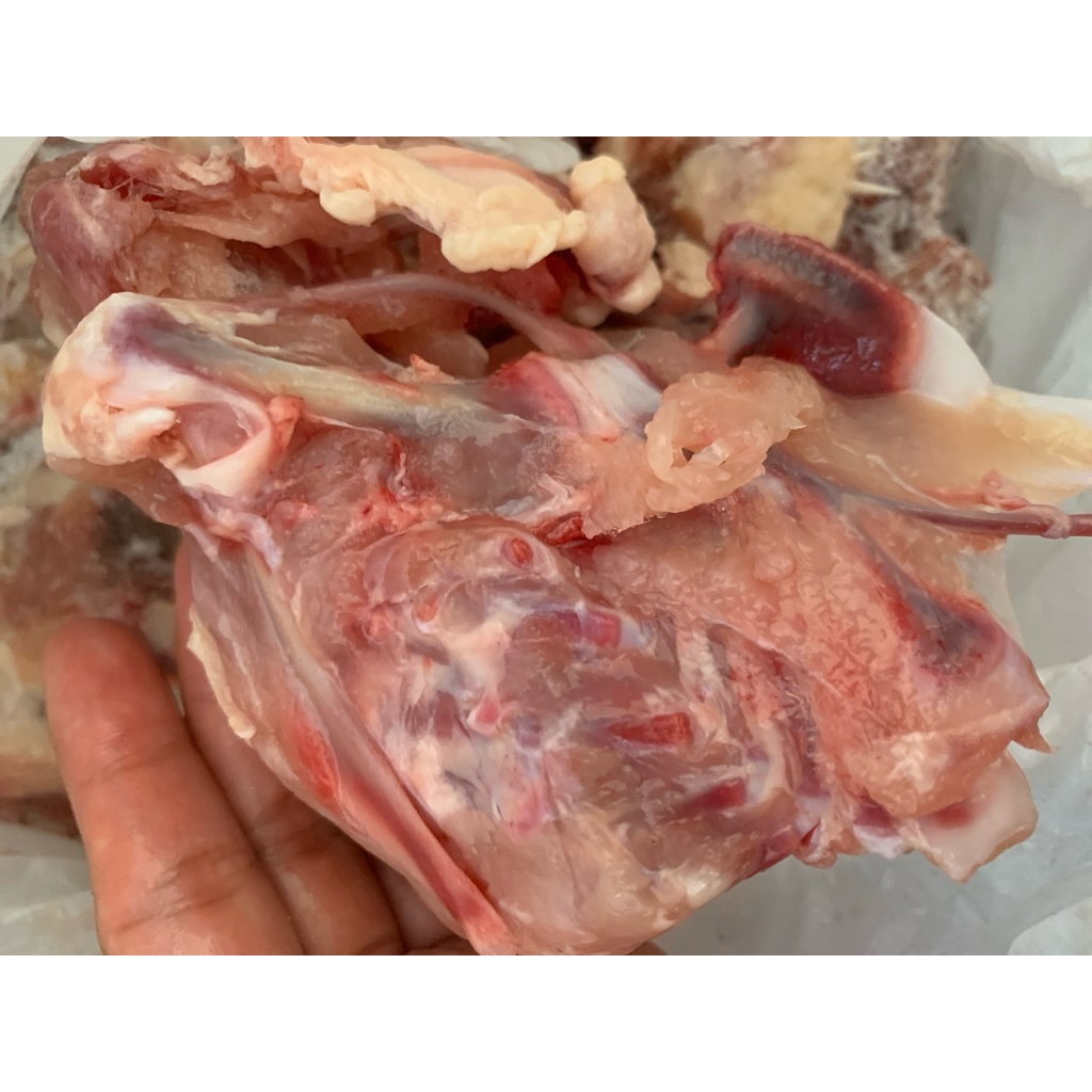 Tulang punggung ayam segar