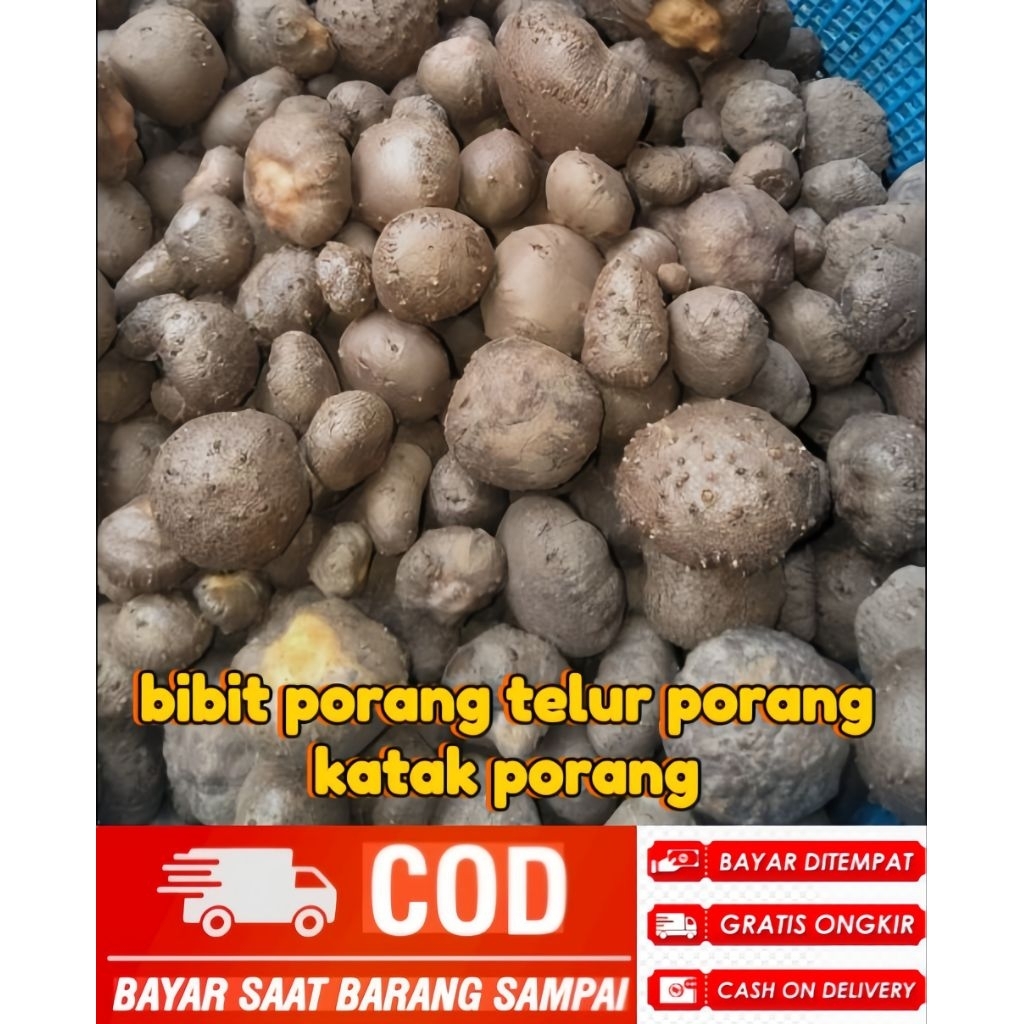 Bibit porang katak porang telur porang/ katak porang isi 100 pcs