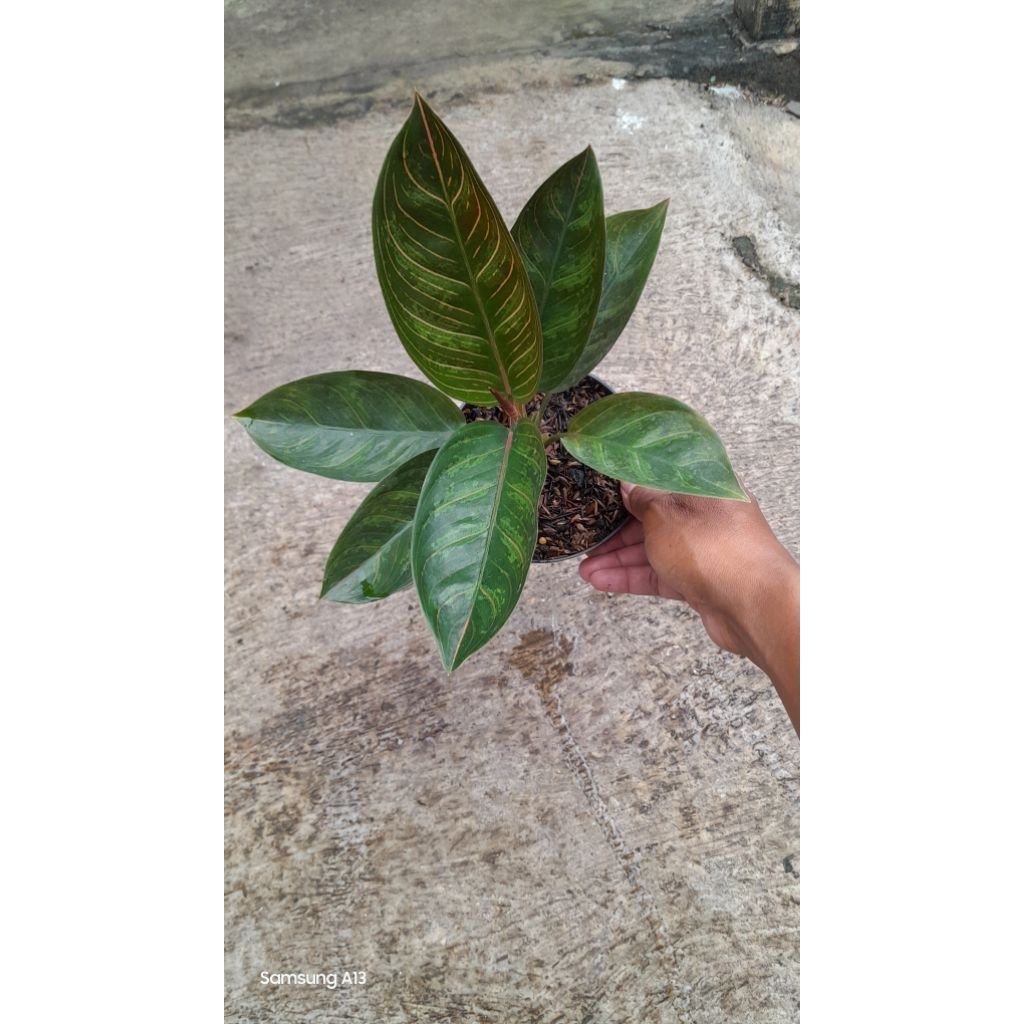 Aglonema Kresna Black (Remaja Daun 7) (1)