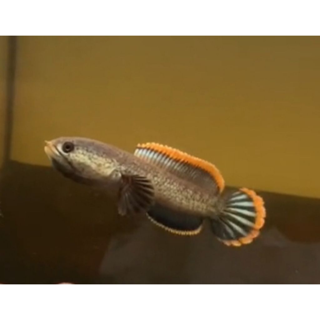 Channa limbata lawu rim tebal good quality 4-6cm