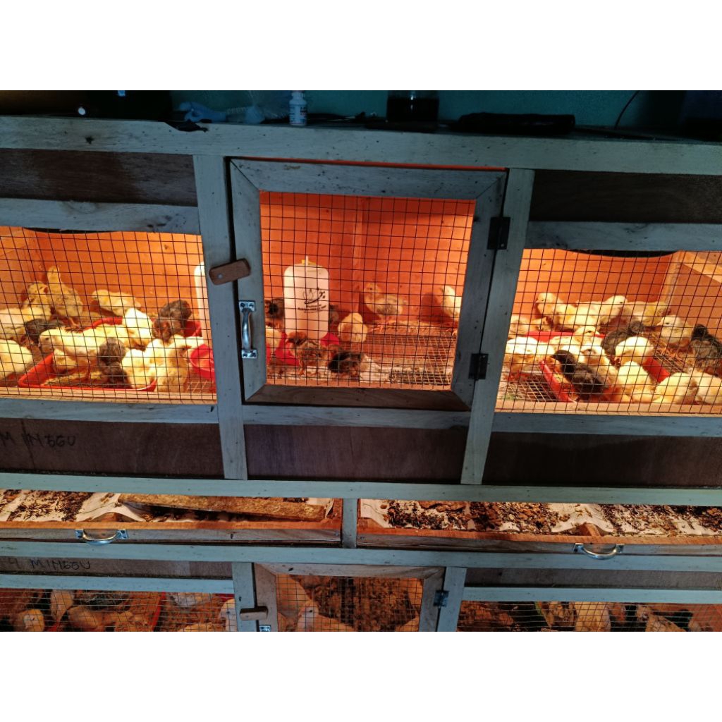 DOC Ayam Kampung Pedaging