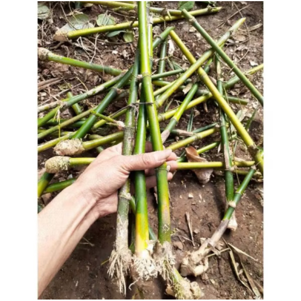 stek bibit bambu apus jumbo panjang 30cm bambu lemang bambu tali bambu kerajinan bilah bambu potonga