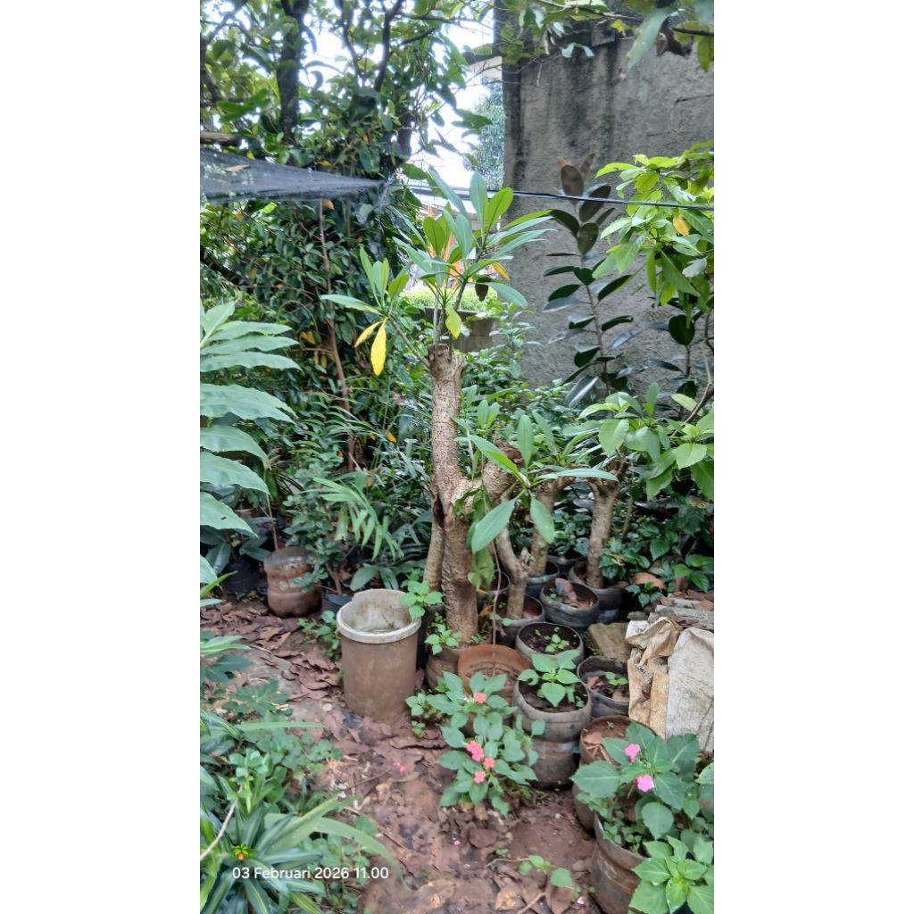 pohon kamboja bunga kuning batang seperti gambar