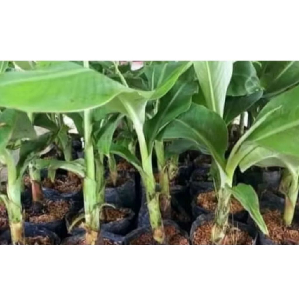 Bibit Pisang SERIBU RAJA SEWU Tinggi 20 cm 1kg isi 5bibit sudah BERAKAR Banyak