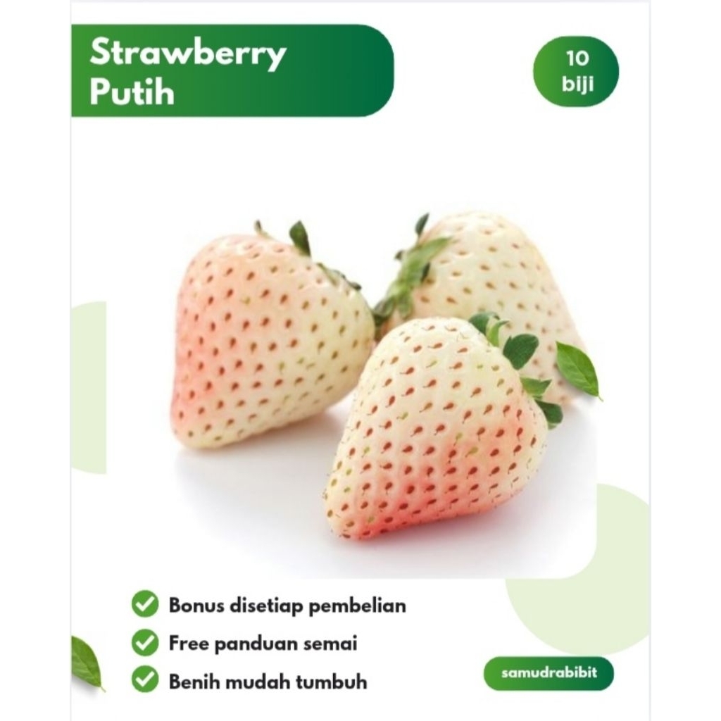 Benih Strawberry Putih Bibit Pinneberies