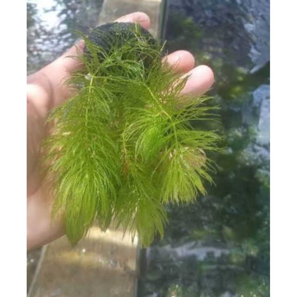 tanaman air ekor tupai aquascape/ tanaman air hias/ ekor tupai murah