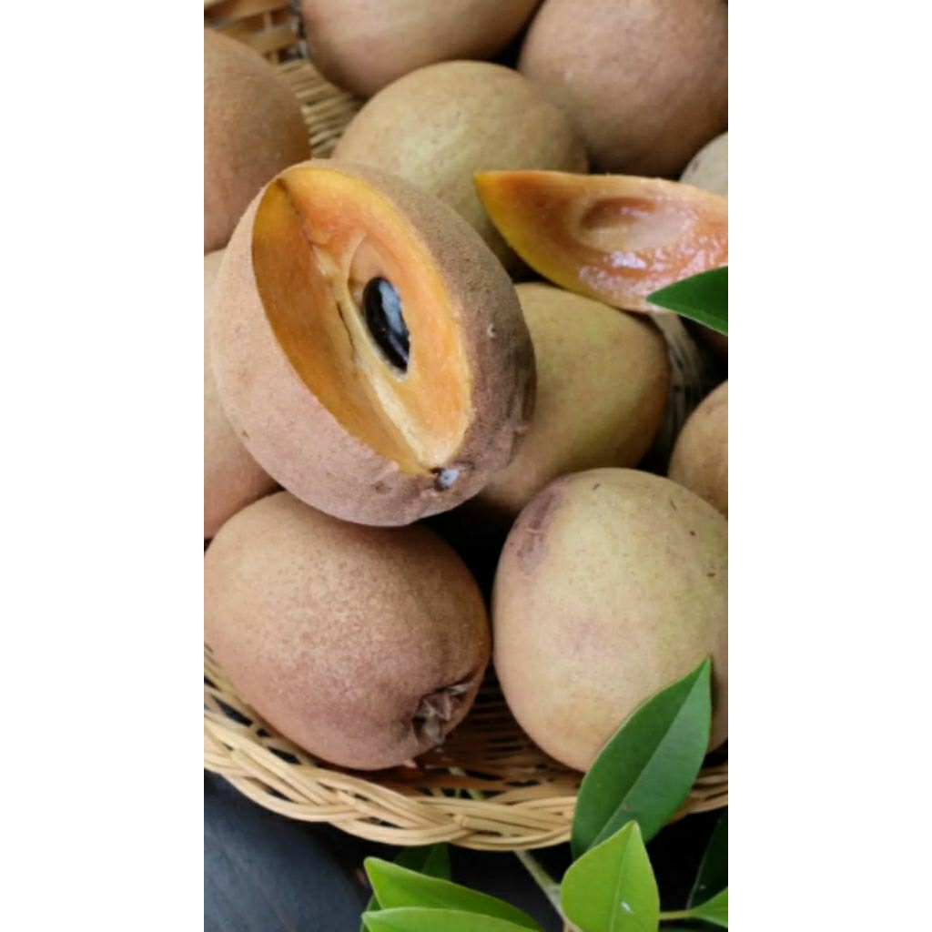 SAWO 1KG BUAH SAWO MATANG SIAP MAKAN