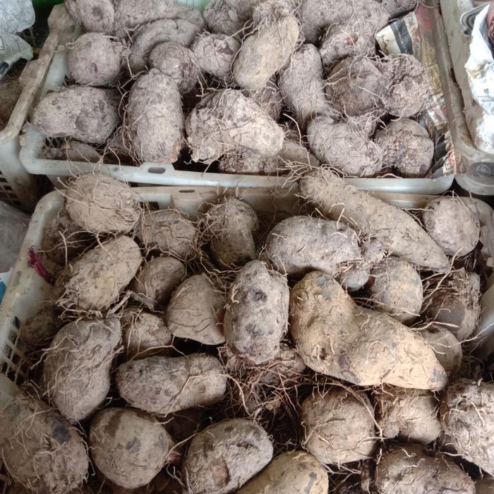 Ubi Kribang Kalimantan Ubi Ungu Pontianak Thaisu Ubi Keribang Thaisu ubi ungu ubi keribang 500gram T