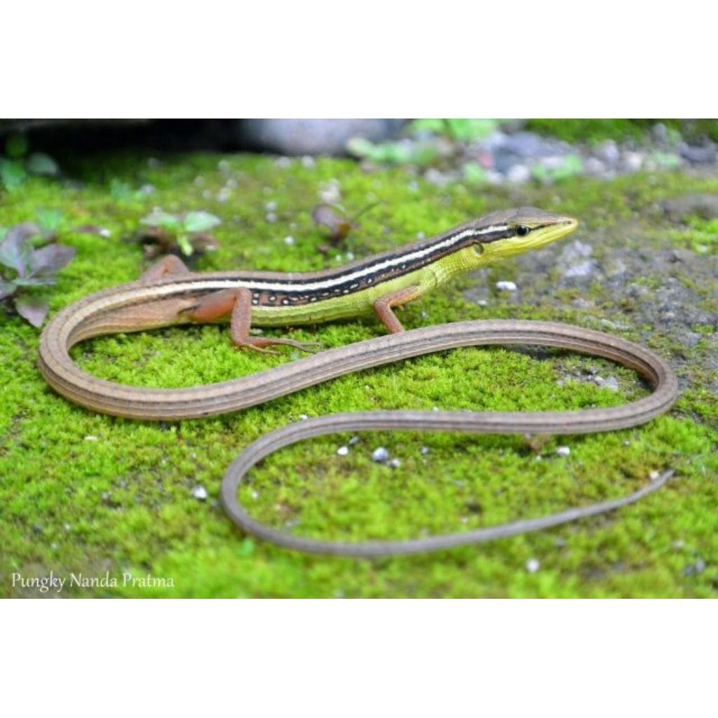 kadal rumput hidup per ekor