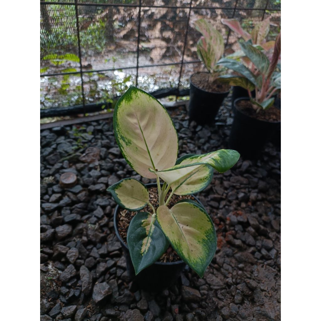 Tanaman Hias Aglaonema Kochin Cahaya - Tanaman Hias Aglaonema Kochin Cahaya