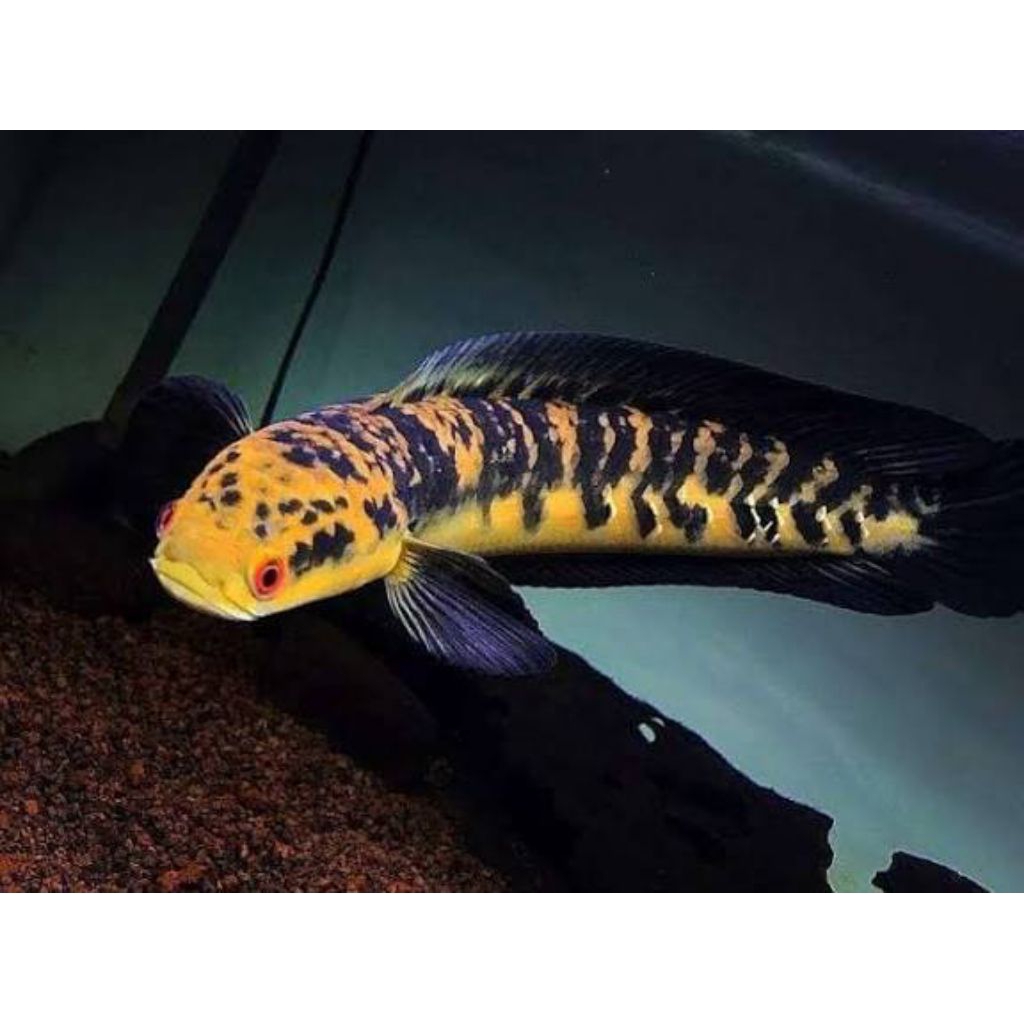 (C.O.D) Chana Maru Yellow Sentarum 20-23cm Premium Quality Fish