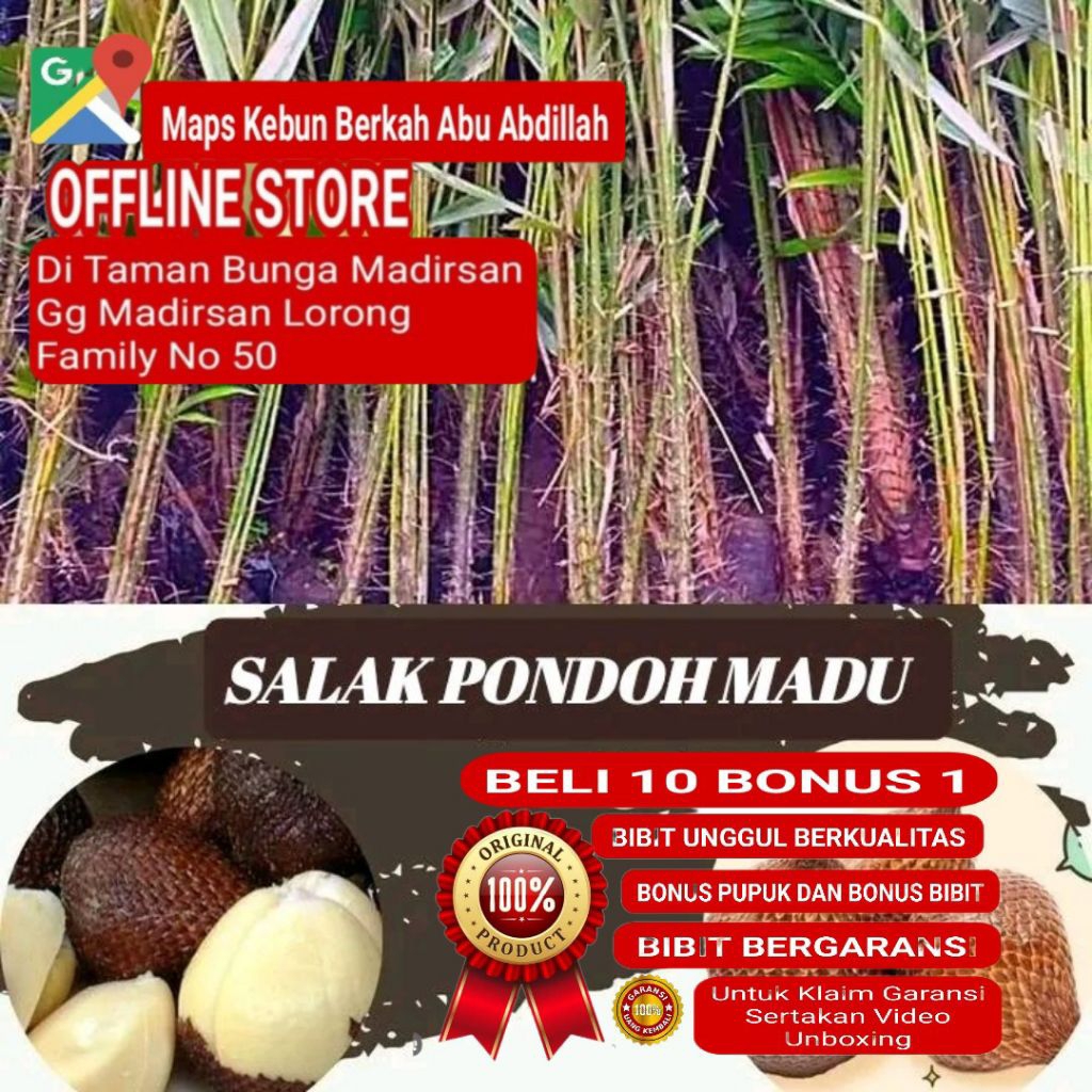 Bibit Salak Pondoh Madu Berkualitas Dan Asli