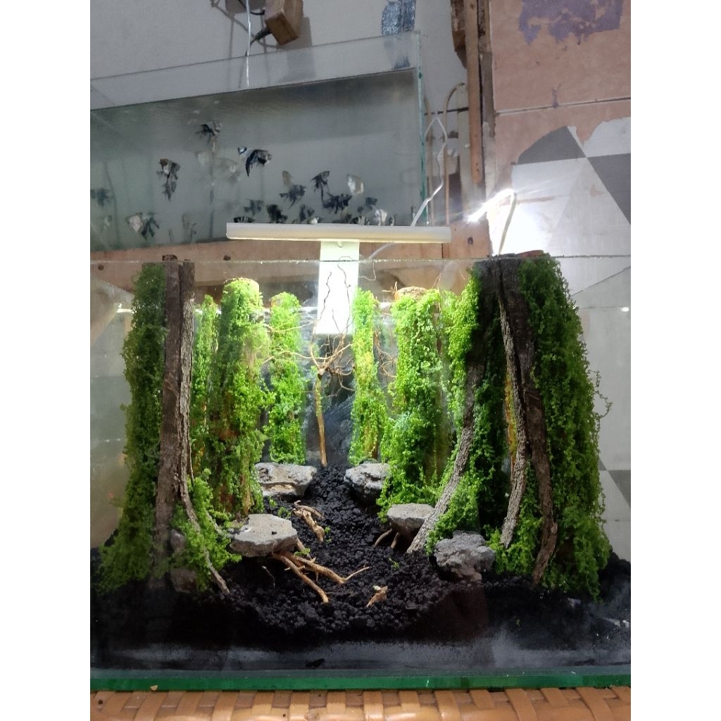 hardscape natural junggle