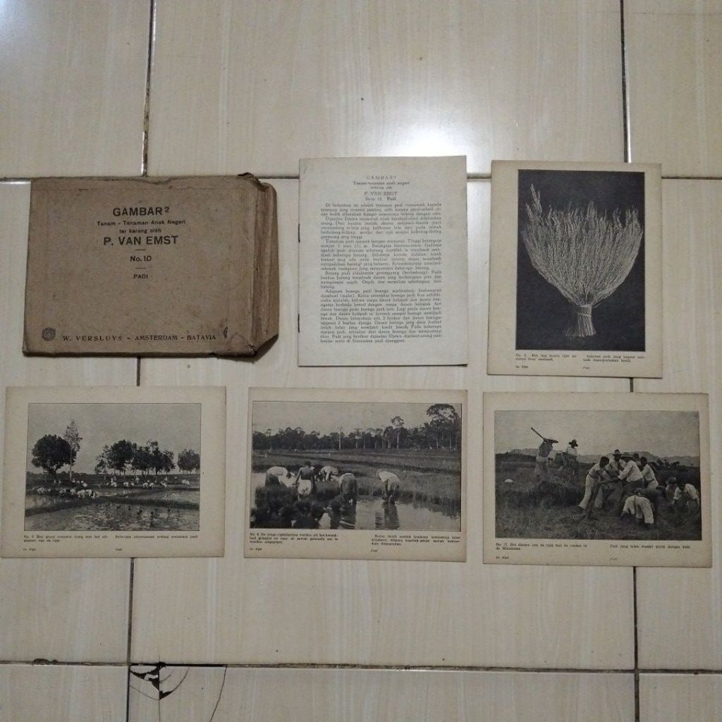 BUKU LAWAS EJAAN OE - GAMBAR2 TANAM-TANAMAN  ANAK NEGERI TERKARANG OLEH P. VAN EMST - NO.10 - PADI